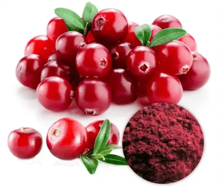 Unlock the Antioxidant Power of Cranberry Extract Powder